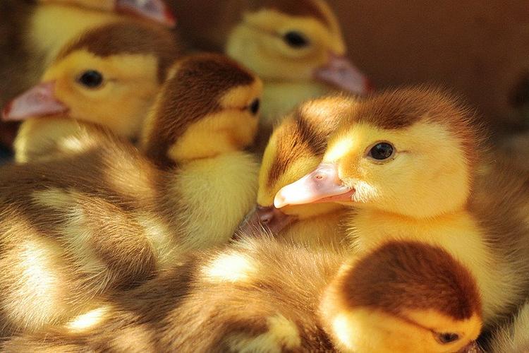 可爱家畜动物主题水平小鸭在室内阳光性质鸭肉